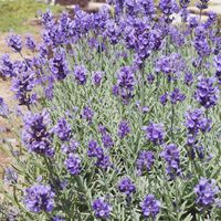 ラベンダー,メカルドニア,花のある暮らし,優しい気持ち,お庭のお花の画像