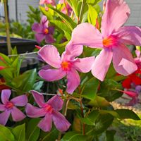 サンパラソル ブルーフォリア,鉢植え,明るい日陰,プランター,ガーデニング初心者の画像