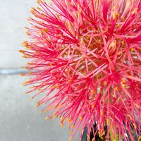 ハエマンサス,フットボールリリー,ハエマンサス　ムルチフローラ,ハエマンサス　ムルチフローラ,球根の画像