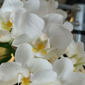 胡蝶蘭,ミニ胡蝶蘭,蘭の底無し沼の画像