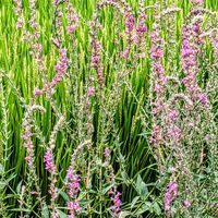 いね,キバナコスモス,キバナコスモス,キバナコスモス（黄花秋桜）,ミソハギ（禊萩）の画像