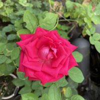バーベナ,バラ,ムラサキツユクサ,メドーセージ,アジサイ　紫陽花の画像