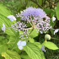 ツルリンドウ,パンジー・ビオラ,ビオラ,タマアジサイ,玉紫陽花の画像