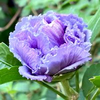 アジアンタム,忘れな草,忘れな草,メドーセージ,プルンパーゴ(ルリマツリ)の画像