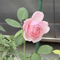 カリブラコア,クレマチス,ダリア,トレニア,ベゴニアの画像