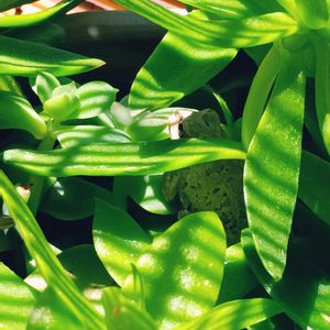 窓辺の植物たち,カエル,アマガエル,#多肉#多肉植物#たにく,カエル倶楽部♡の画像