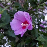 アセロラ,木槿(ムクゲ),つぶやき,北海道,ありがとうの画像