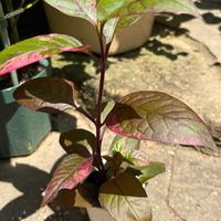 アルテルナンテラ,100均,花のある暮らし,平和が第一の画像