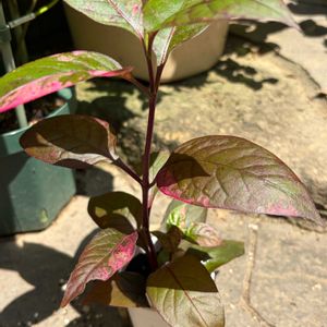 アルテルナンテラ,100均,花のある暮らし,平和が第一の画像