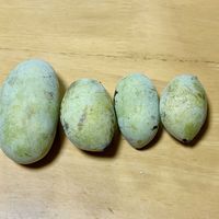 ポポー,ポポーの実,岐阜県,多肉男子,岐阜の画像