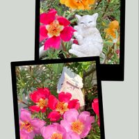 乙女心,松葉ぼたん,赤い花,ビタミンカラー,緑のある暮らしの画像