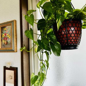 ポトス,ミニトマト（アイコ）,ハンキング,班入り,ランチの画像