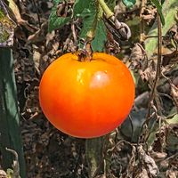 ミニトマトの画像