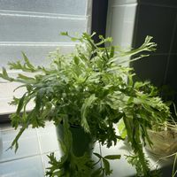 プテリス,ウォーターマッシュルーム,アイビー,多肉植物,観葉植物の画像