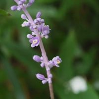 ヤブラン,レンゲショウマ,植物園,山野草,野草の画像