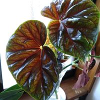ベゴニア,木立性ベゴニア サーストニー,観葉植物,新潟県,ヤギのキッチンの画像