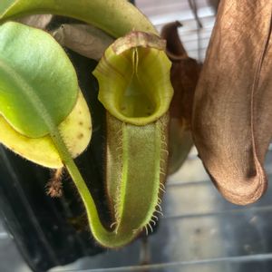 ネペンテス,ネペンテス,ネペンテス・ビーチ,ネペンテス・ビーチ,食虫植物の画像
