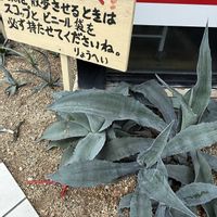 アガベ,お散歩,奄美大島,お出かけ先の画像