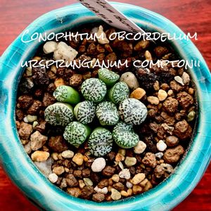 Conophytum obcordellum ursprungianum comptonii,カクタス広瀬,窓辺の画像