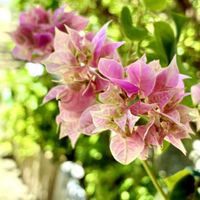 ブーゲンビリア,イカダカズラ,ココノエカズラ,鉢植え,小さな花の画像
