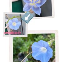 トケイソウ,アナカリス(水草),生きもの,トケイソウ親株235輪〜236輪目,コンスタンスエリオット176輪〜177輪目の画像