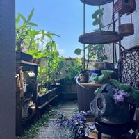 ファンクイーン,ハオルチア,レモータ,グラウクム,多肉植物いろいろの画像