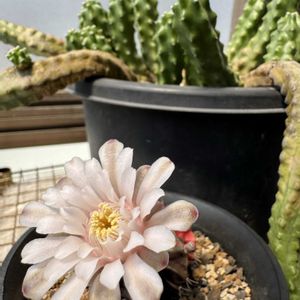 サボテン,多肉植物,サボテンの花,ギムノカリキウム属,私の癒しの画像