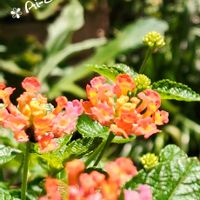 ペチュニア,ランタナ,コバノランタナ,寄せ植え,ガーデニングの画像