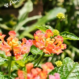 ペチュニア,ランタナ,コバノランタナ,寄せ植え,ガーデニングの画像