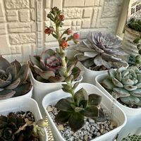 チョコレート,多肉植物,多肉棚,多肉植物の夏越し,庭の画像