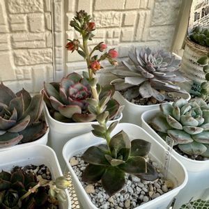 チョコレート,多肉植物,多肉棚,多肉植物の夏越し,庭の画像