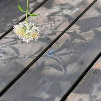 ピンクアナベル,タマアジサイ,光と影,素敵なシルエット,残暑の画像