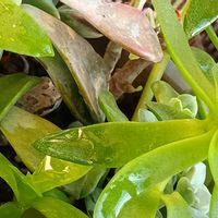 窓辺の植物たち,カエル,アマガエル,#多肉#多肉植物#たにく,カエル倶楽部♡の画像