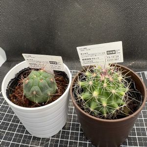 サボテン,新天地,和光丸,多肉植物,ダイソーの画像