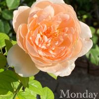 いい香り,可愛い〜♡,季節の花,咲きました,とってもキレイ♡の画像