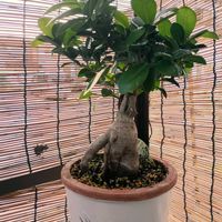 ガジュマル,観葉植物,葉っぱ,カエル,アマガエルの画像