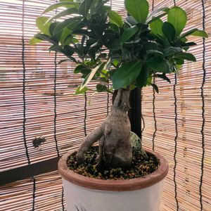 ガジュマル,観葉植物,葉っぱ,カエル,アマガエルの画像