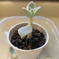 エケベリア,多肉植物の画像
