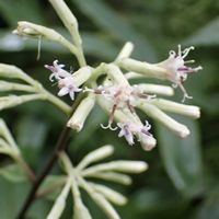 キランソウ,ユキノシタ,イワタバコ,オクモミジハグマ,モミジガサの花の画像