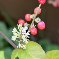 オミナエシ,寄せ植え.,ジュズサンゴ　ピンク,GSに感謝。,癒しの花の画像