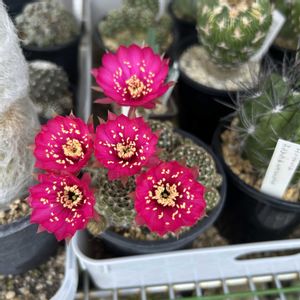 サボテンの花,ダイソーサボテンの画像