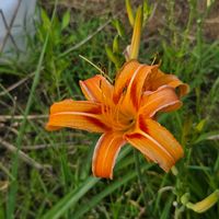 ヘメロカリス,クワンソウ,トキワカンゾウ,ヘメロカリス  デイリリー,花のある暮らしの画像