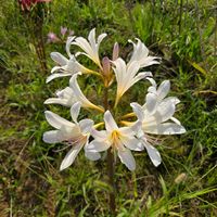 ヒガンバナ,リコリス,球根,球根植物,花のある暮らしの画像