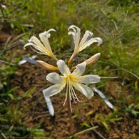 ヒガンバナ,リコリス,球根,球根植物,花のある暮らしの画像