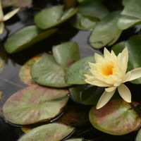 温帯スイレン,植中毒,東北,花の15年組,庭の画像