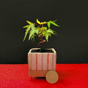 イロハ紅葉,イロハ紅葉,侘び寂び ,小品盆栽,紅葉（こうよう）の画像