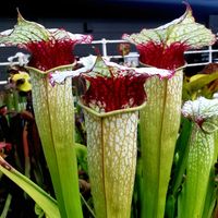 かわいい,食虫植物,サラセニア,色あざやか,珍奇植物の画像