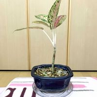 アグラオネマ,観葉植物,可愛い,Room  Plant♪,夢物語工房の画像