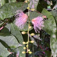 サガリバナ,バオバブ,バオバブ,ときわ公園　世界を旅する植物館の画像