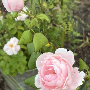 ナエマ,ガーデニング,花のある暮らし,ナチュラルスタイル,薔薇のある暮らし♡の画像
